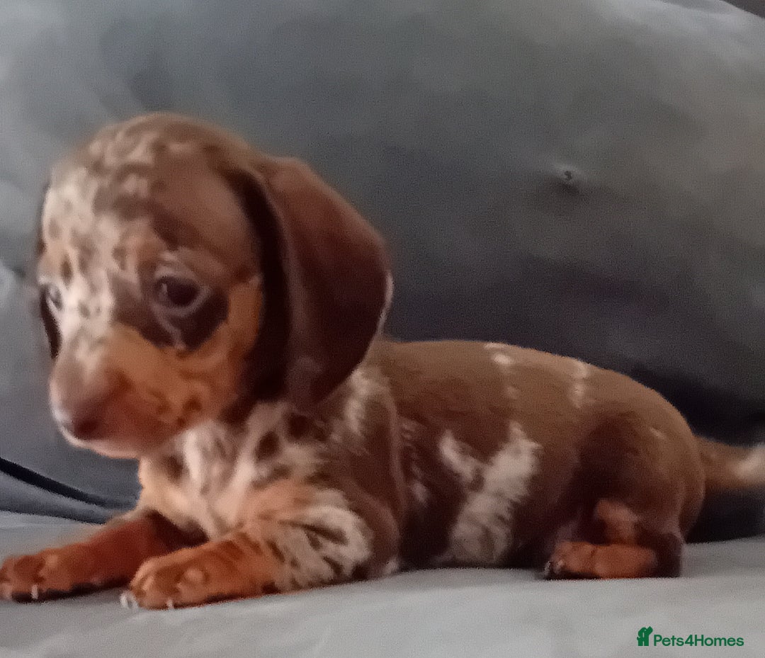 Miniature Dachshund dogs for sale: *READY TO GO* Miniature Daschund Puppies - Image 29