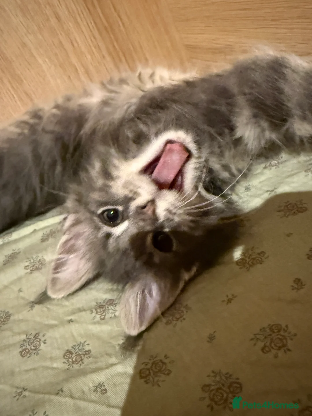 Maine Coon cats for sale: 3-month-old pure Maine Coon Girl ready to go - Advert 5