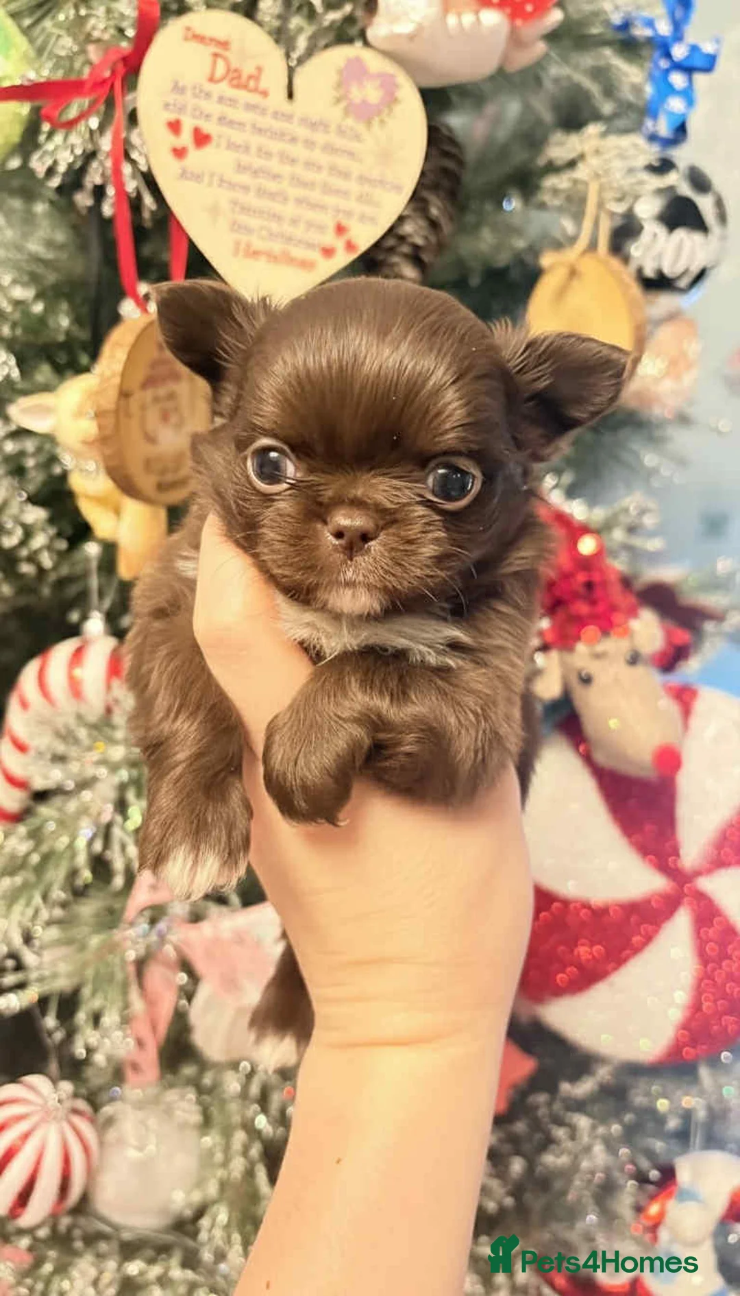 Chihuahua dogs for sale: Chihuahua  - Advert 12