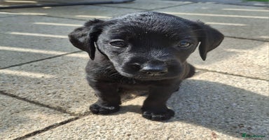 Labrador Retriever dogs - Advert 12