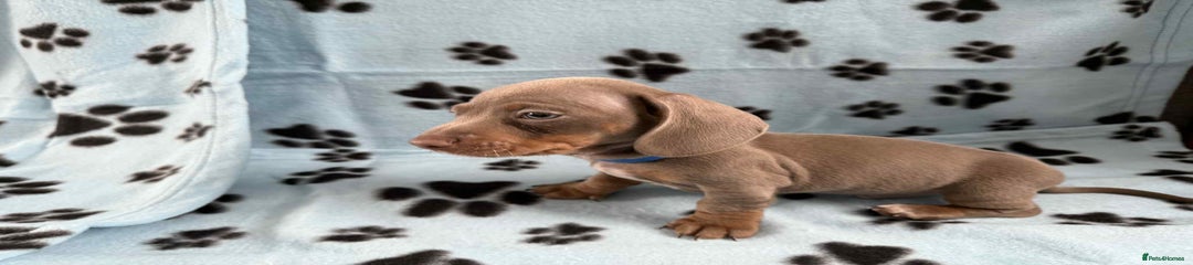 Miniature Dachshund Puppy 1