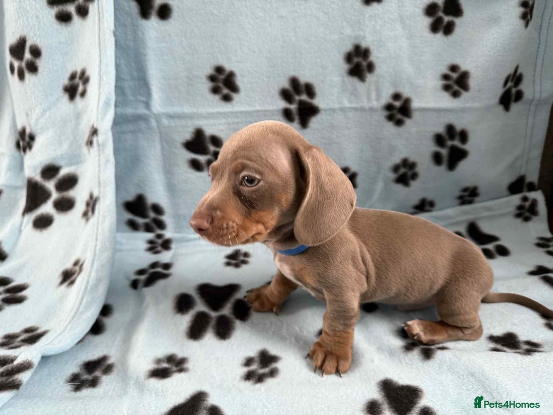 Miniature Dachshund dogs for sale: ADORABLE MINIATURE DACHSHUND PUPPIES  - Image 2