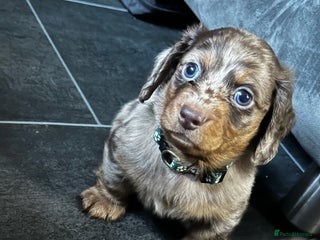 Miniature Dachshund dogs Ready Now Long Hair Miniature Dachshund males - Advert 1