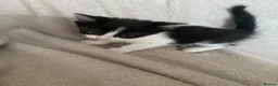 Mixed Breed cats for sale: 5 kittens for sale  in Southend-on-Sea - Advert 6