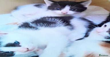 Mixed Breed cats - Advert 12
