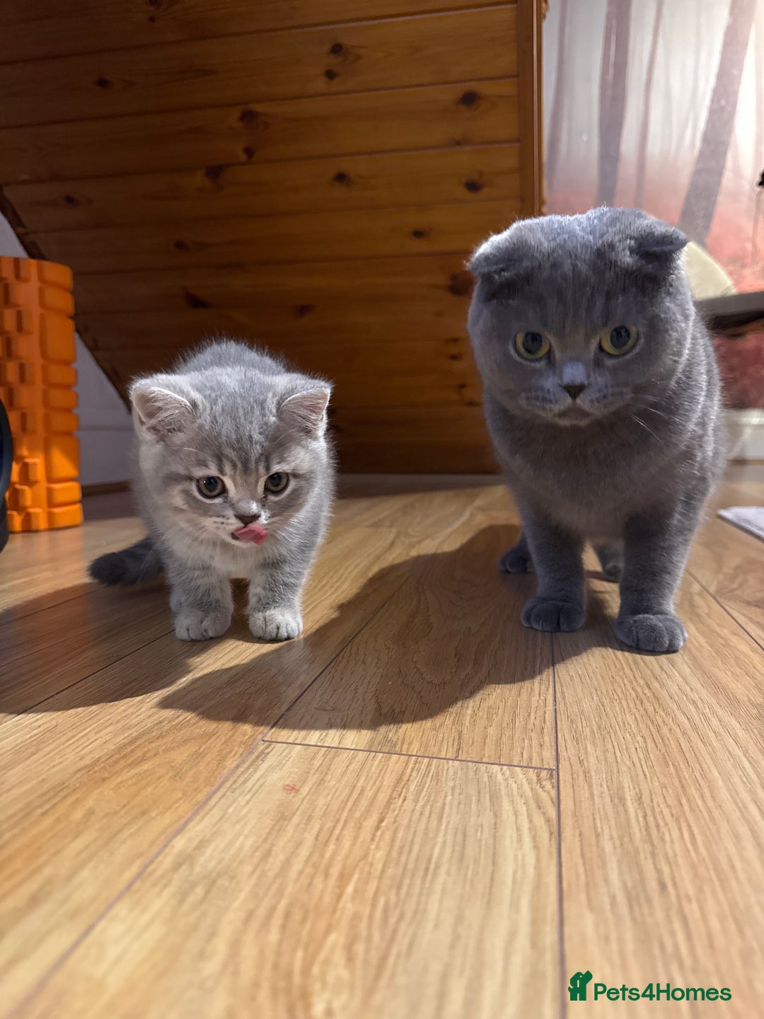 Scottish Fold cats for sale: Female Scottish straight kitten - Advert 2