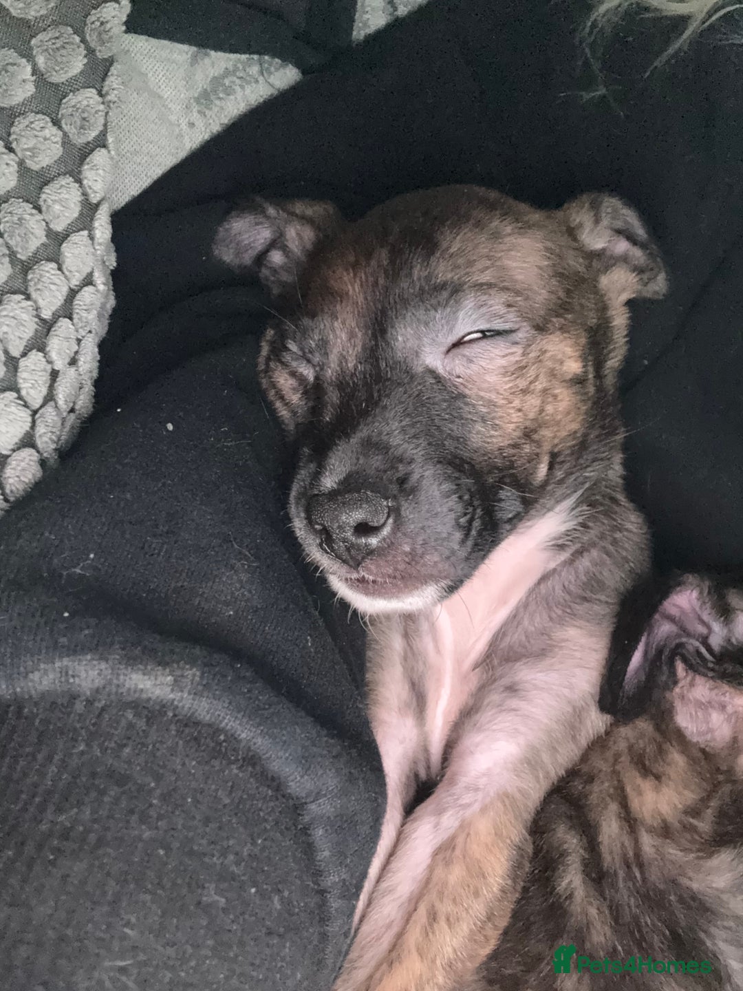 Mixed Breed dogs for sale: sunshine - Advert 4