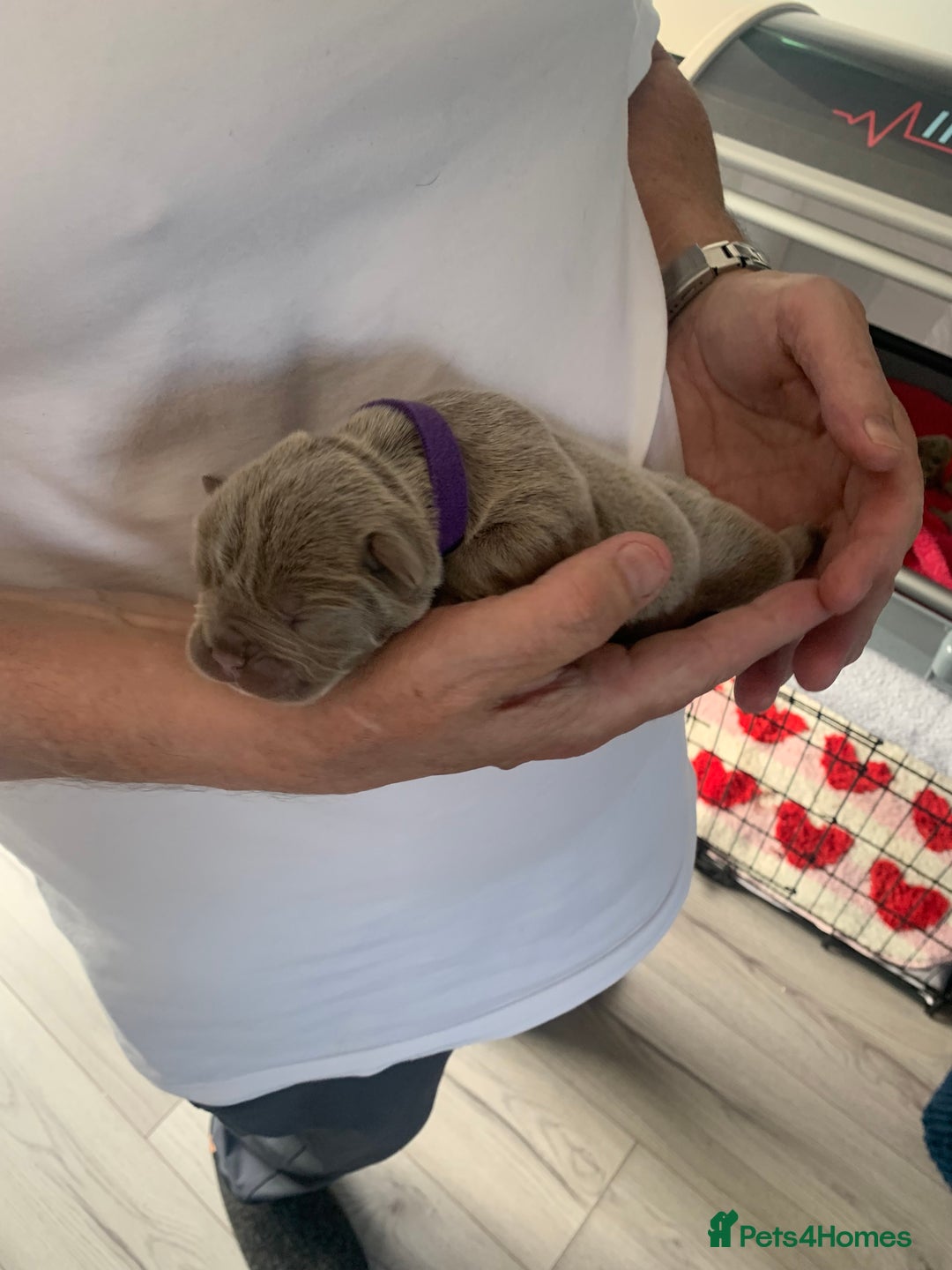 French Bulldog dogs for sale: 5 French bull dogs puppies  - Image 5