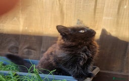 Mixed Breed cats for sale: Cute kittens - Image 18