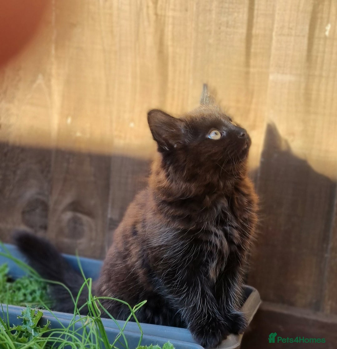 Mixed Breed cats for sale: Cute kittens - Image 18
