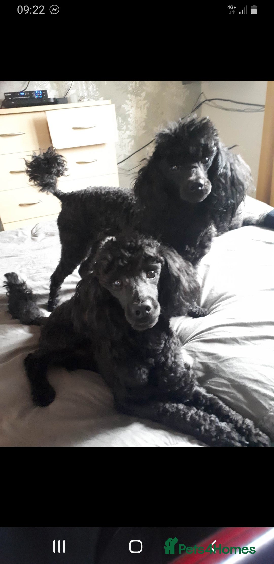 Poodle dogs for sale: Mixture poodles  - Advert 2