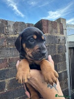 Mixed Breed dogs - Advert 3