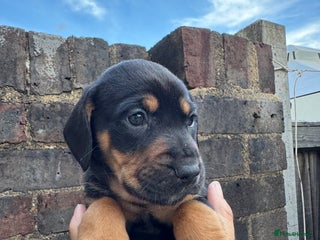 Mixed Breed dogs - Advert 5