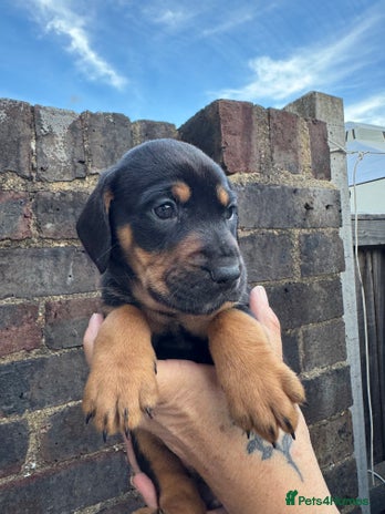 Mixed Breed dogs - Advert 7