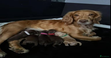 Cocker Spaniel dogs - Advert 6