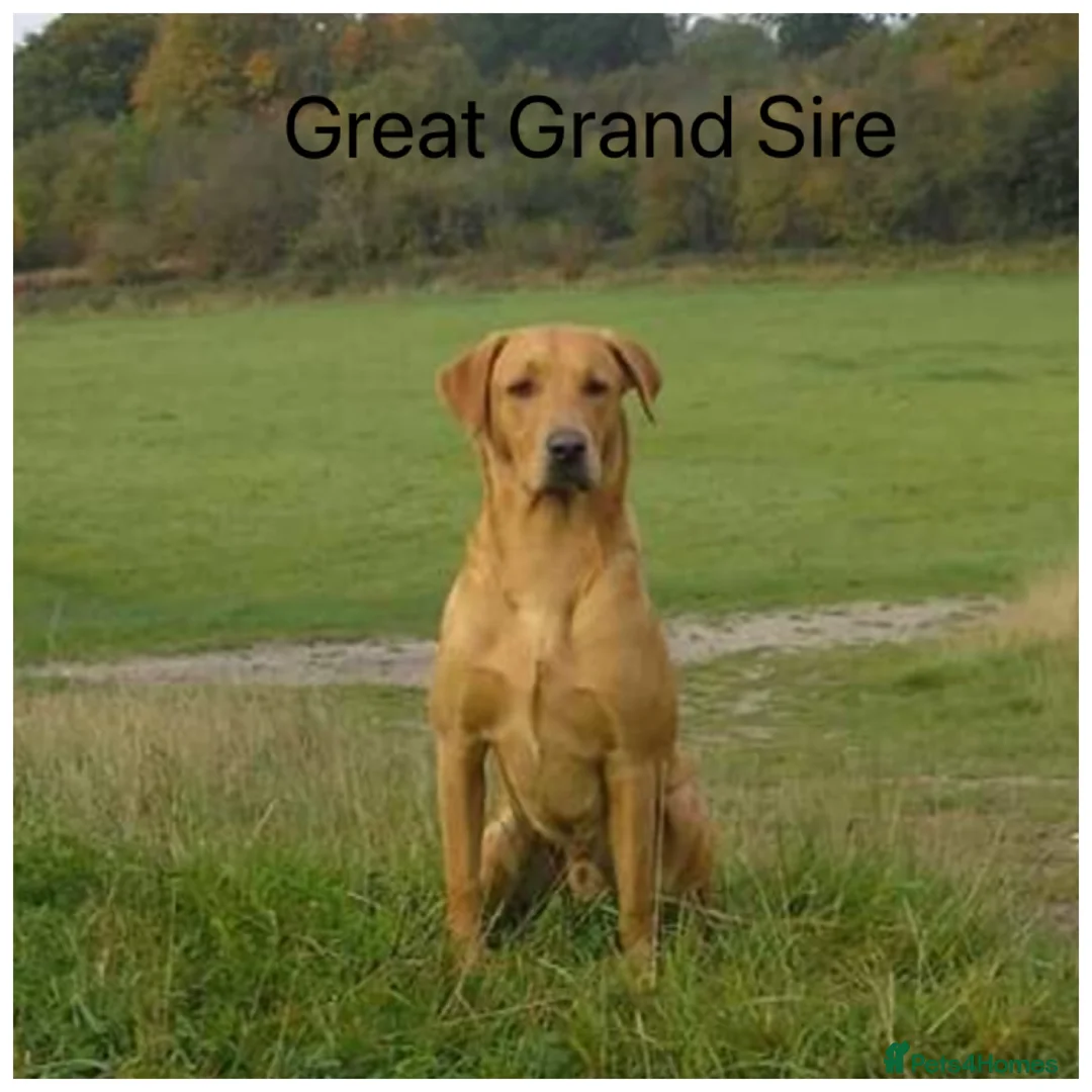 Labrador Retriever dogs for sale: Stunning KC pups, health tested&excellent lineage - Advert 18