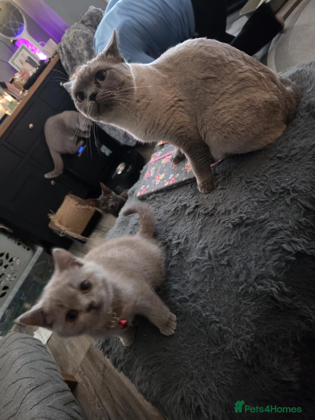 British Shorthair cats for sale: BSH lilac kittens 2 male 2 femal ready now. - Advert 2