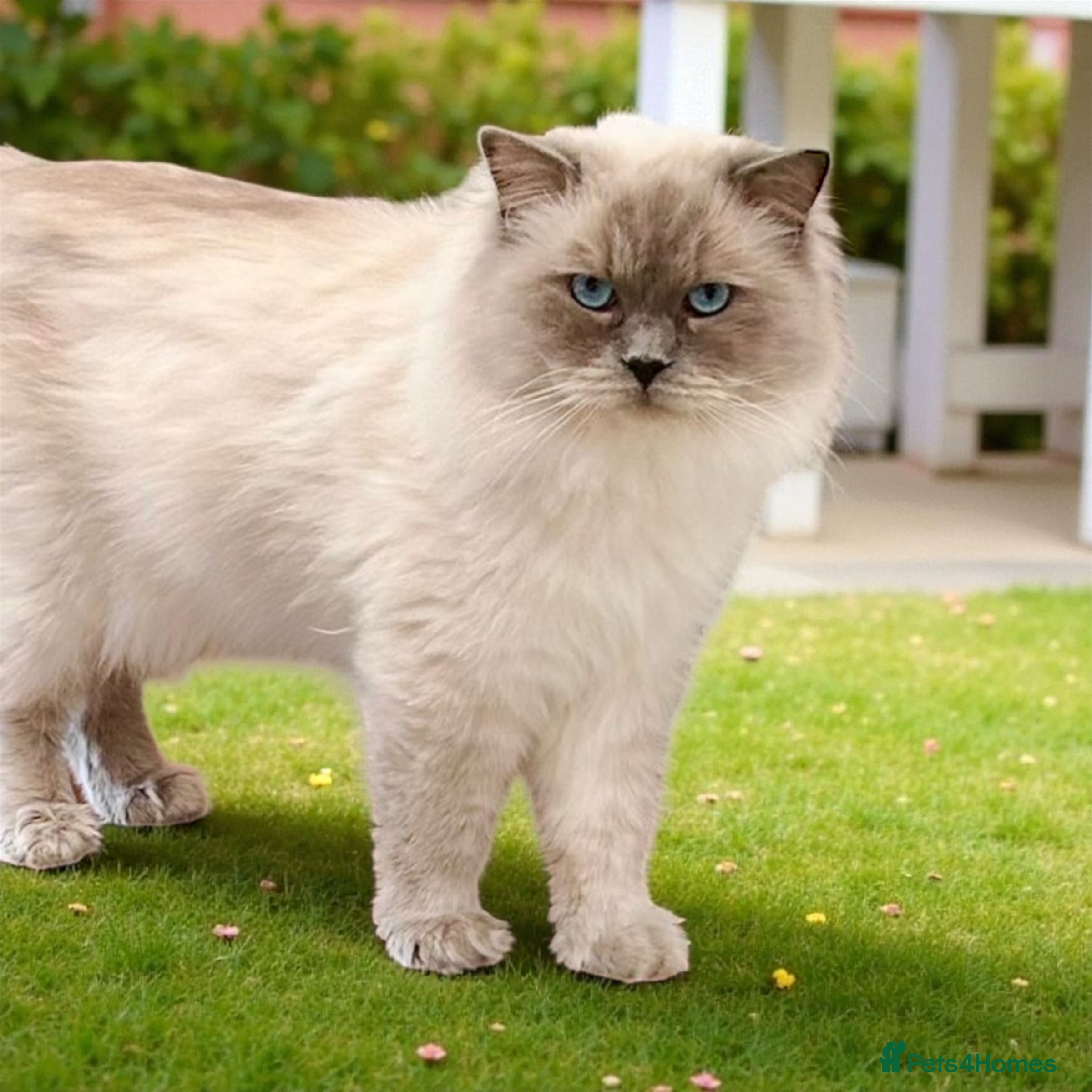 Ragdoll cats Blue point Ragdoll male for stud duty  in Purley - Advert 8