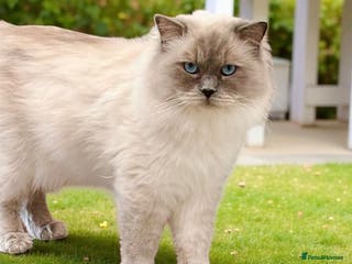 Ragdoll cats Blue point Ragdoll male for stud duty in Purley - Advert 21