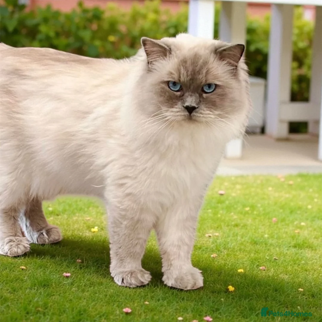 Ragdoll cats for stud: Blue point Ragdoll male for stud duty  in Purley - Advert 1