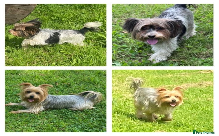 Yorkshire Terrier dogs - Advert 1
