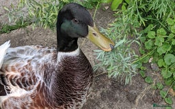 Ducks poultry for sale: Welsh harlequin drake needing a home  - Image 1