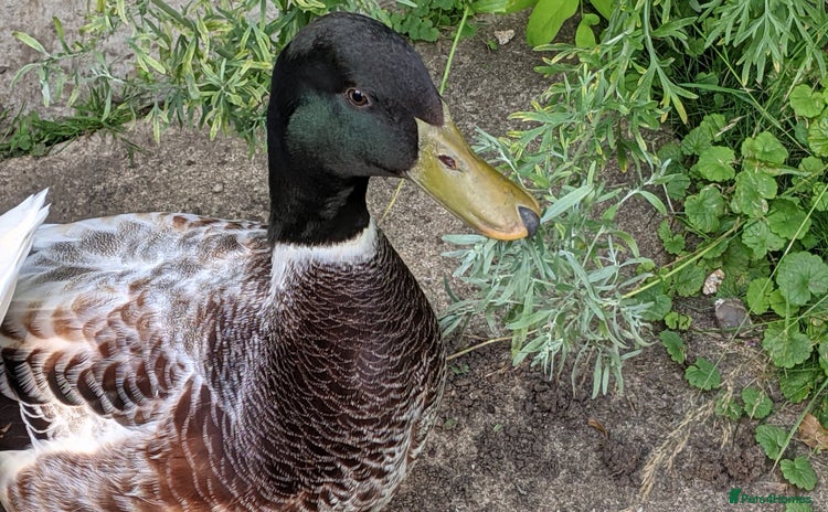 Ducks poultry - Advert 3