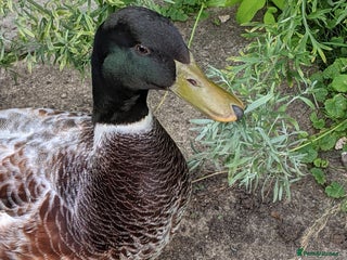 Ducks poultry - Advert 5