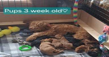 Cavapoochon dogs - Advert 3