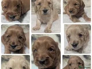Cockapoo dogs Quality, DNA Health Clear F1 Cockapoo puppies - Advert 1