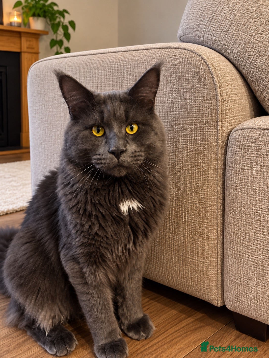 Maine Coon cats Maine coon  blue smoke stud  - Advert 3