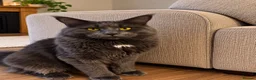 Maine Coon cats for stud: Maine coon  blue smoke stud  - Advert 1