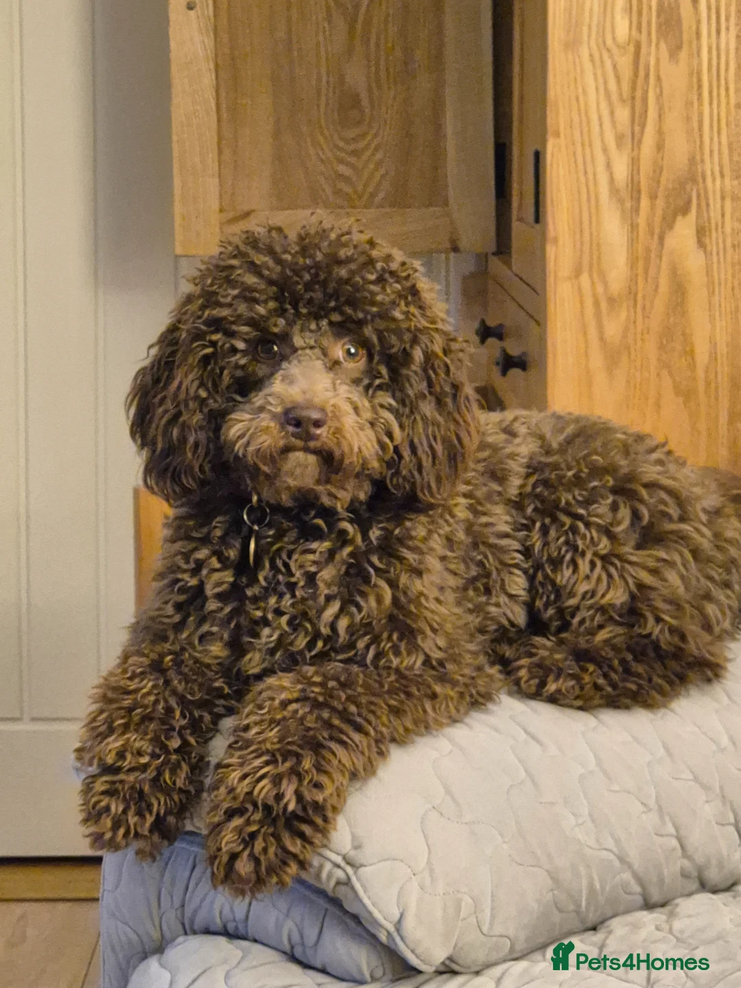 Miniature Poodle dogs for sale: Miniature poodle chocolate brown - Advert 3