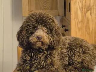 Miniature Poodle dogs Miniature poodle chocolate brown - Advert 1