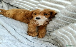 Cavapoo dogs for sale: 🐶 Beautiful F1B Cavapoo Puppies for Sale 🐶 - Image 4