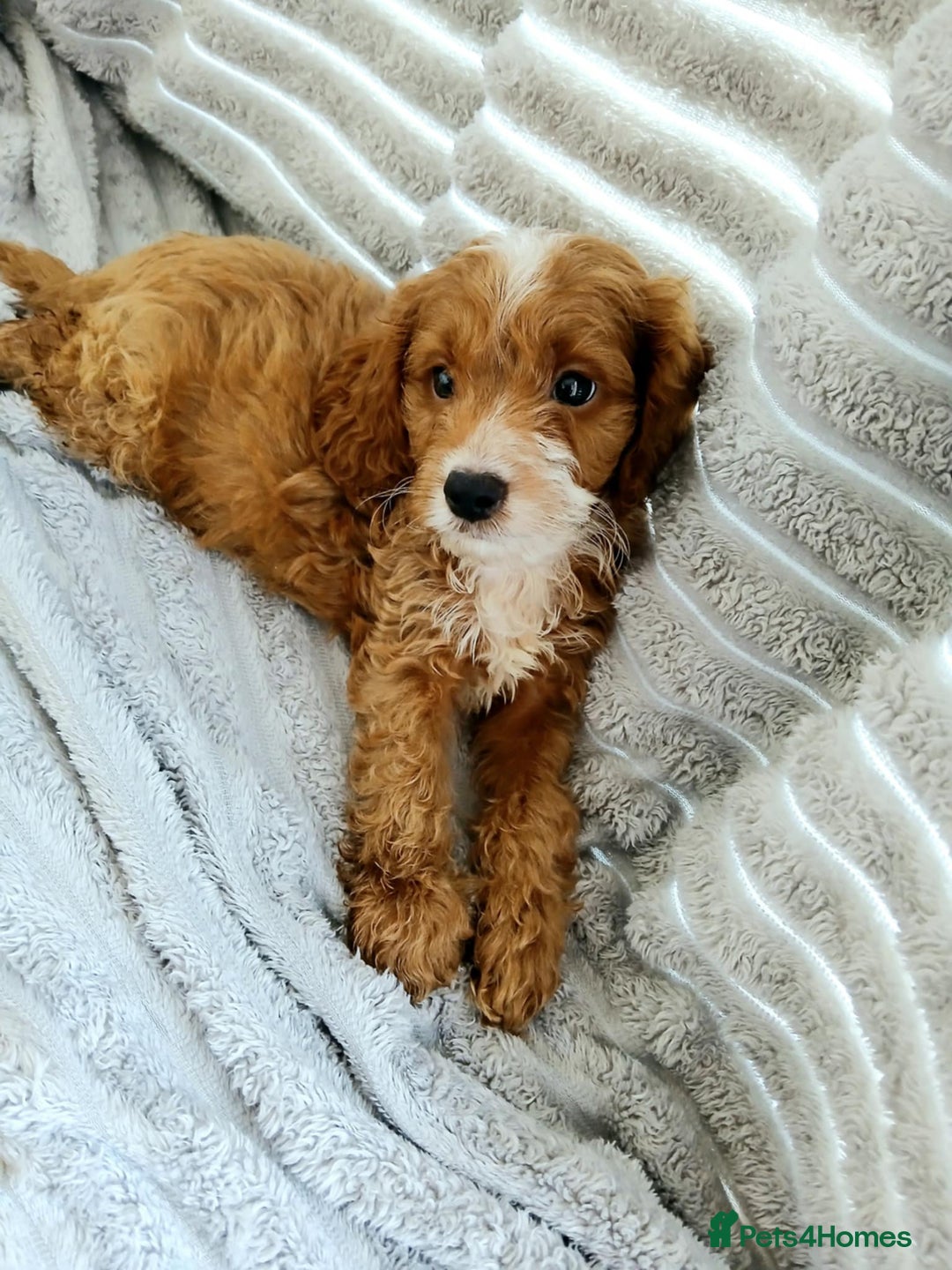 Cavapoo dogs for sale: 🐶 Beautiful F1B Cavapoo Puppies for Sale 🐶 - Image 4