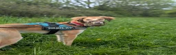Saluki dogs for adoption: Falkor - Advert 4