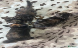 Mixed Breed cats for sale: 4 little kittens - Image 4