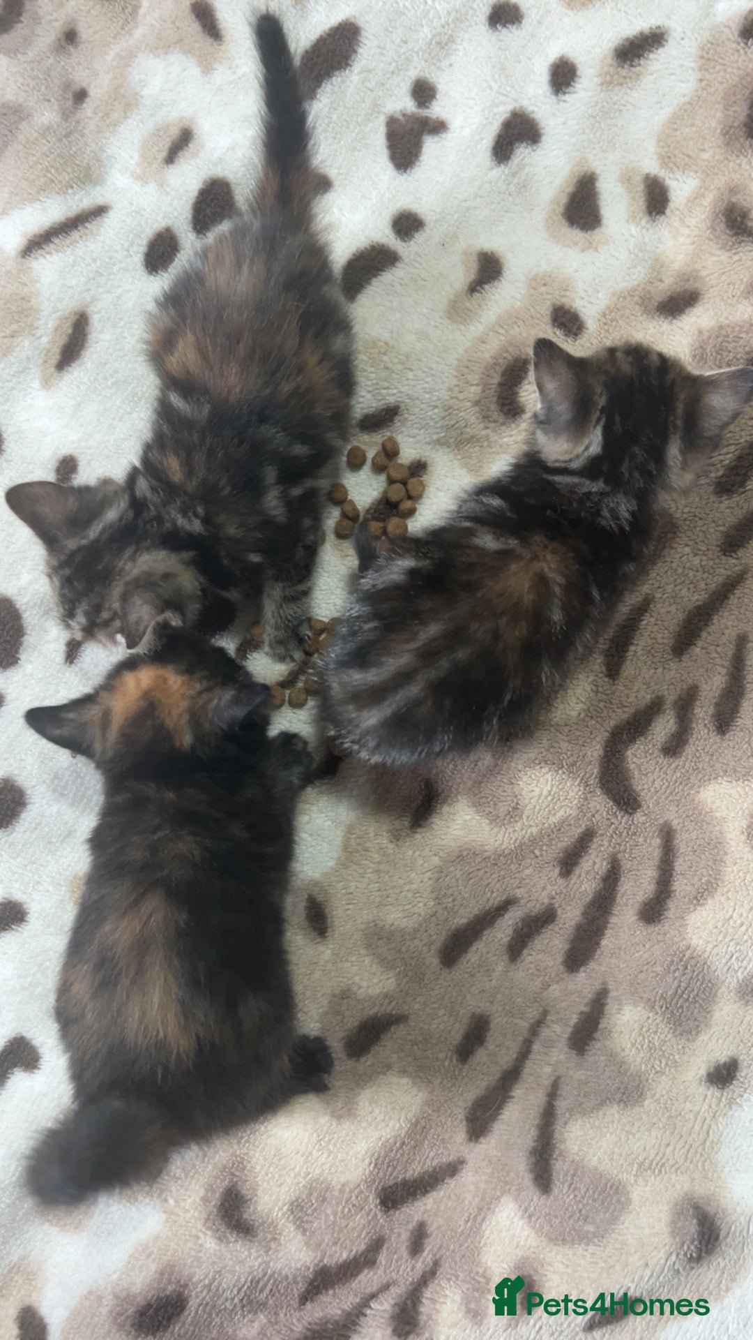 Mixed Breed cats for sale: 4 little kittens - Image 4