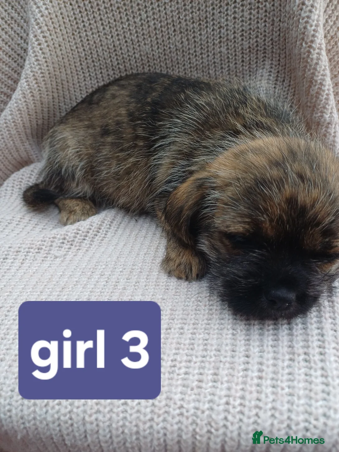 Mixed Breed dogs for sale: Shitzu&chorkie for sale - Advert 8