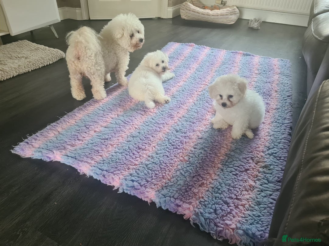 Bichon Frise dogs for sale: Beautiful KC Registered Bichon Frise Puppy - Image 5