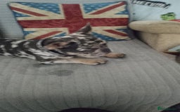 French Bulldog dogs for sale: French bulldog  - Image 5