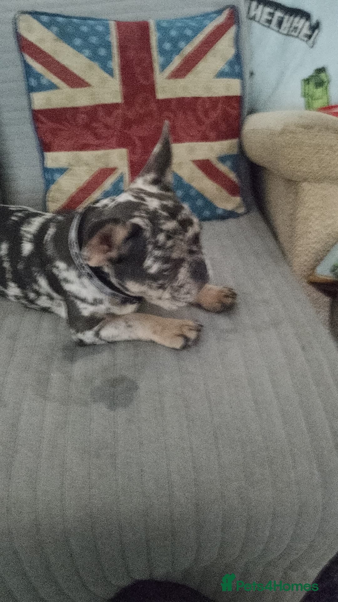 French Bulldog dogs for sale: French bulldog  - Image 5