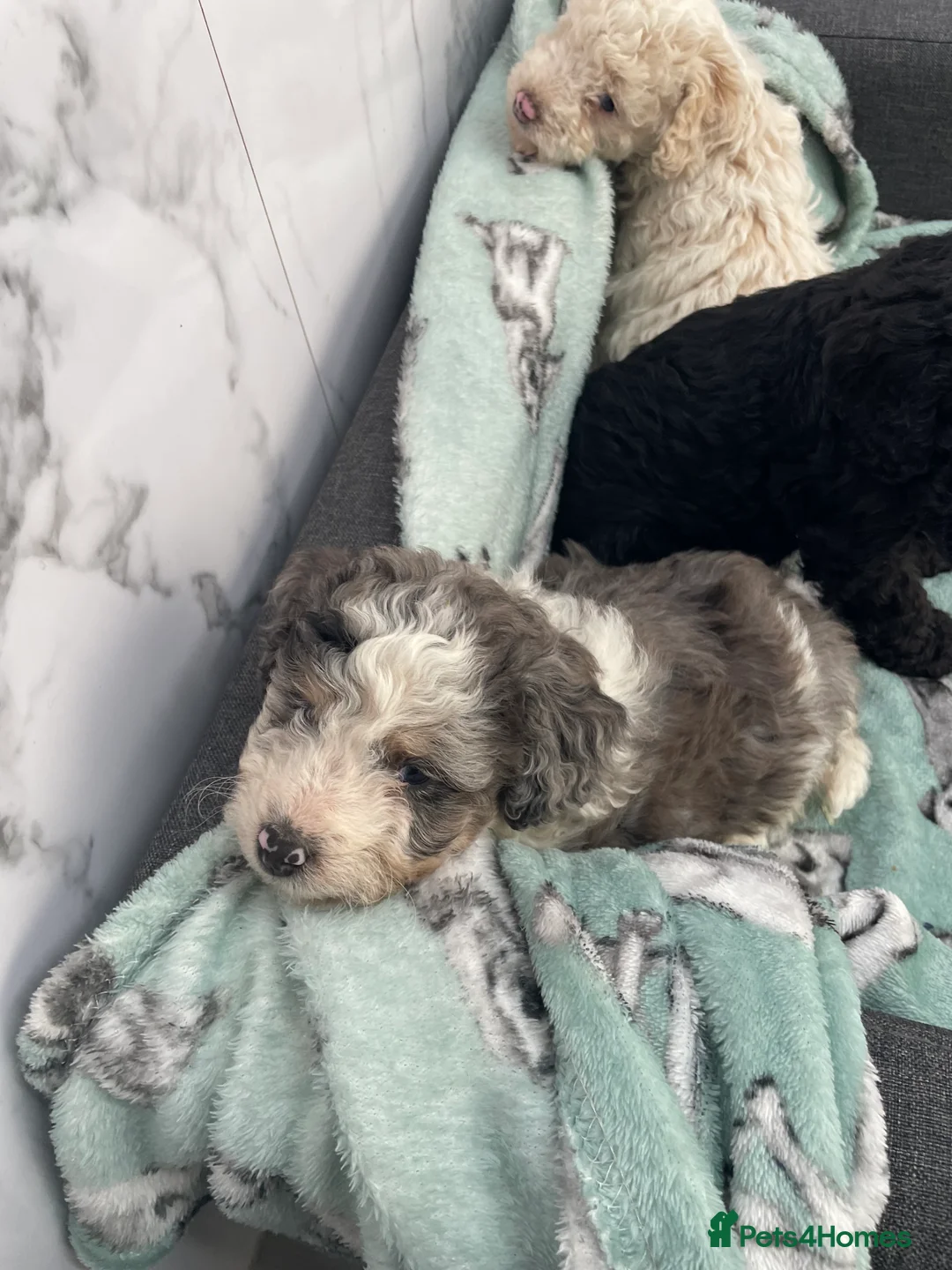 Cockapoo dogs for sale: Stunning F1B cockapoo puppies Boys & Girls  - Advert 10