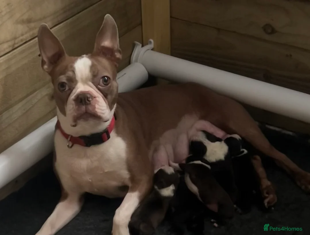 Boston Terrier dogs for sale: Willow’s Lovely Puppies 🐾 - Advert 2