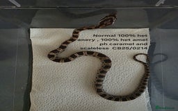 Corn Snake reptiles for sale: Cornsnake Hatchlings - Image 13