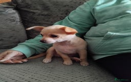 Chihuahua dogs for sale: Pup for sale - Image 5