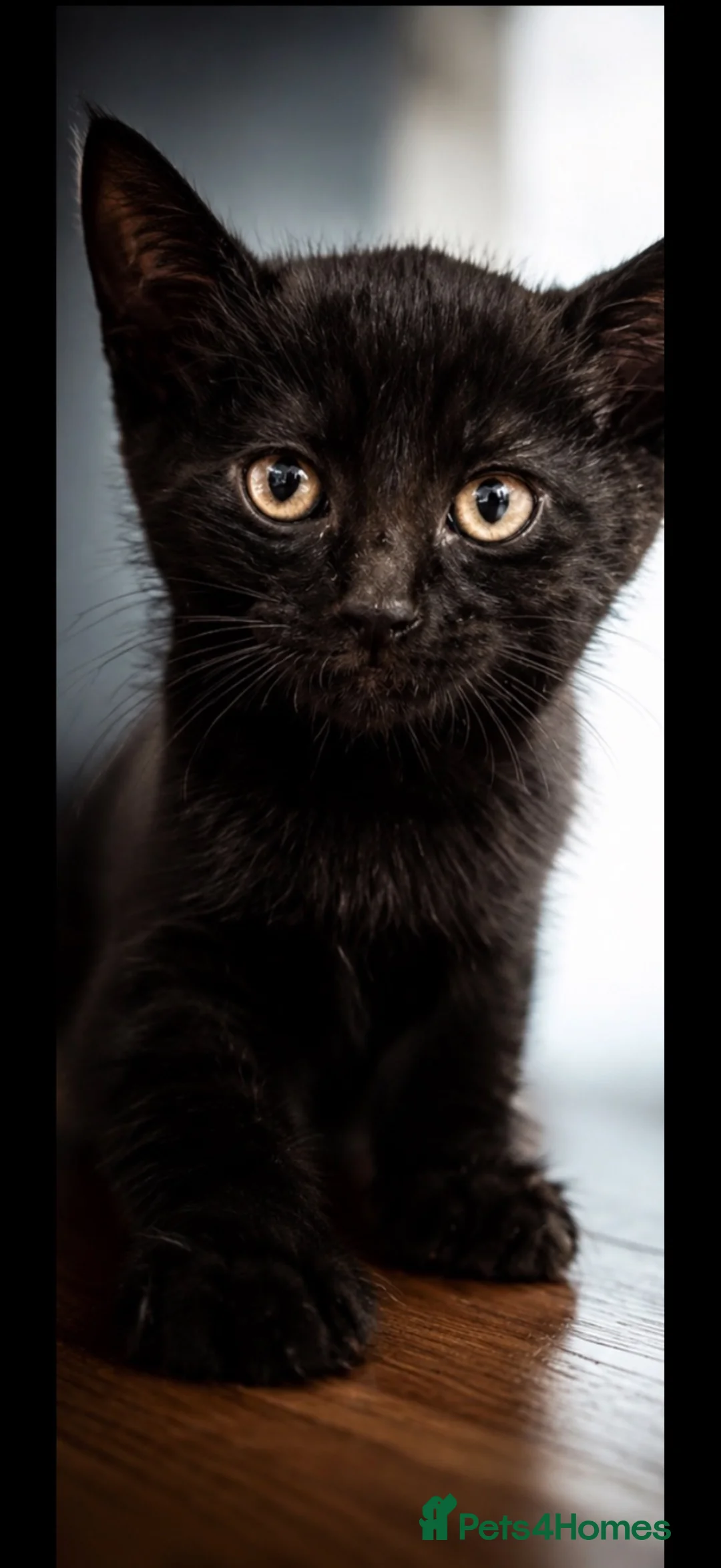 Mixed Breed cats for sale: Beautiful kittens for sale  in London - Advert 3