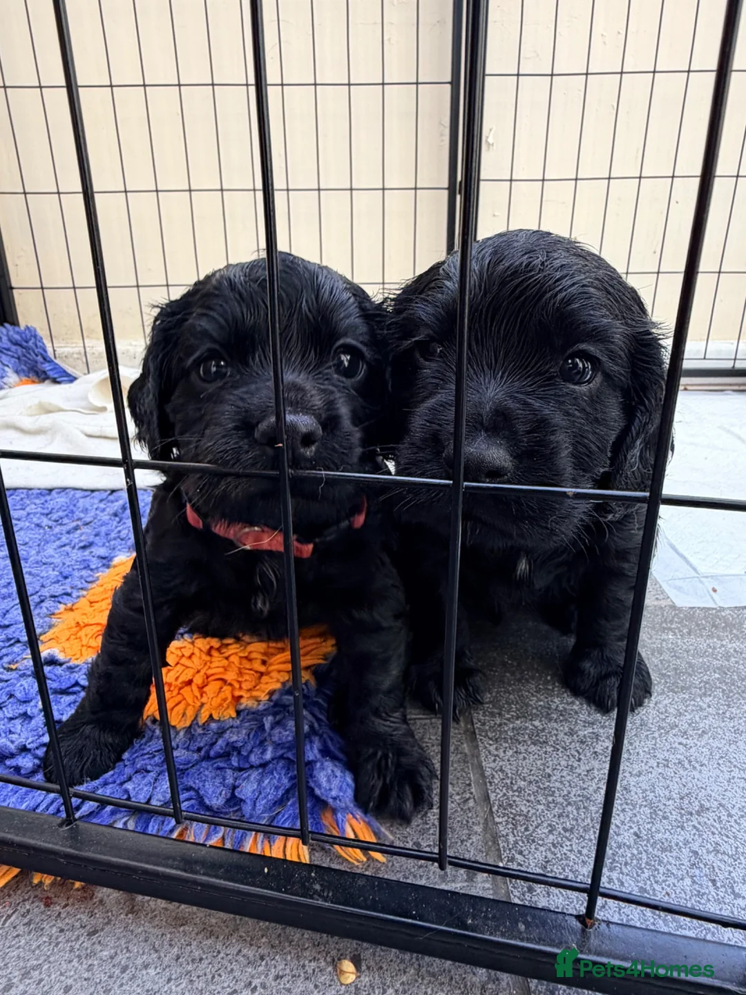 Cocker Spaniel dogs for sale: KC Cocker Spaniel  in Camborne - Advert 2