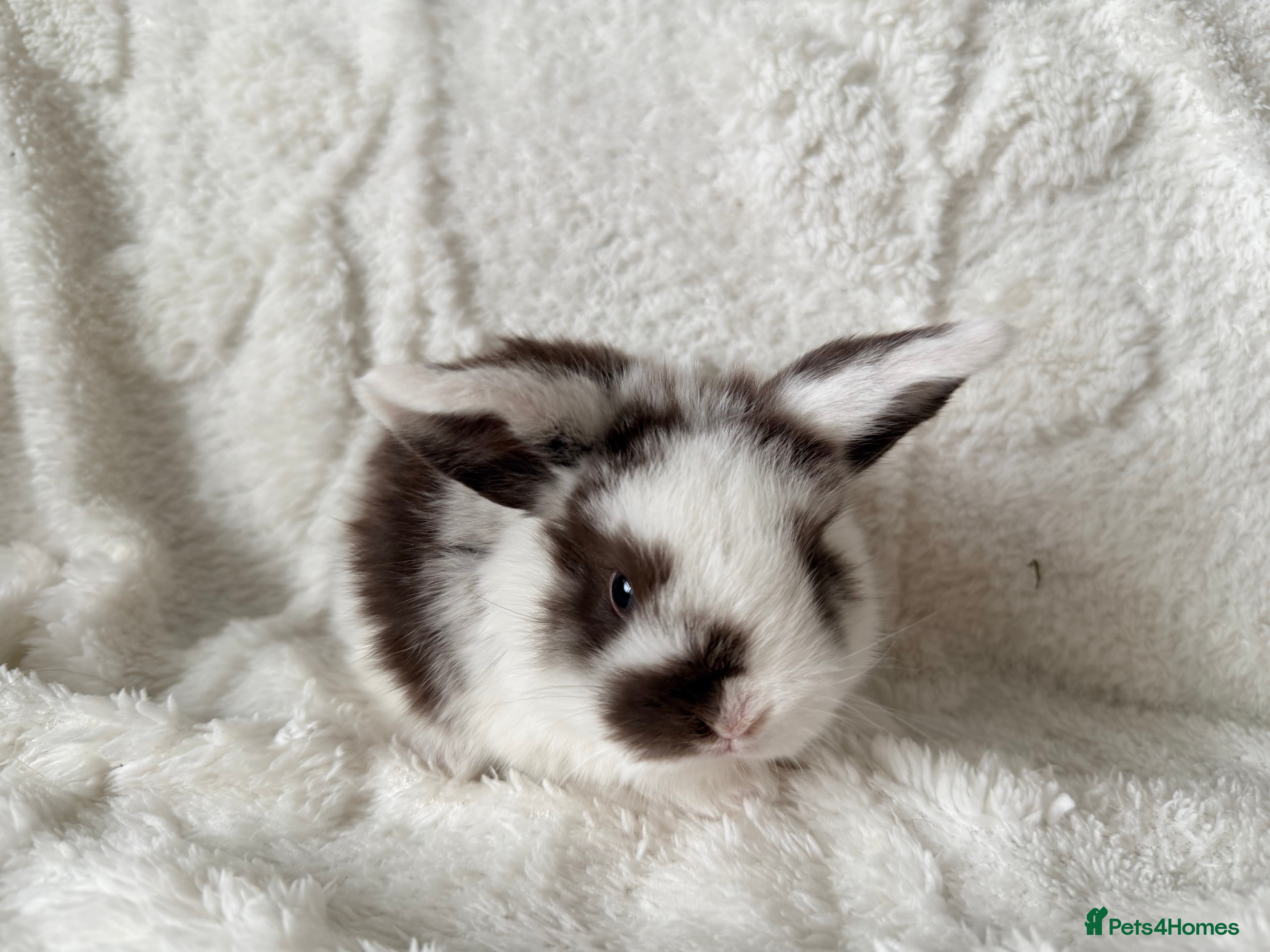 Mini Lop rabbits Mini lops - Advert 1